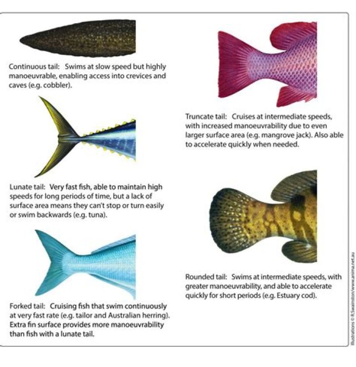 What does a tail do for a kite?