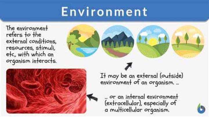 What does environmental turbulence mean?