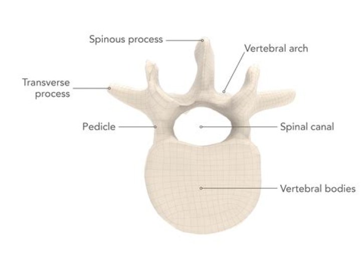 What does pedicle mean?