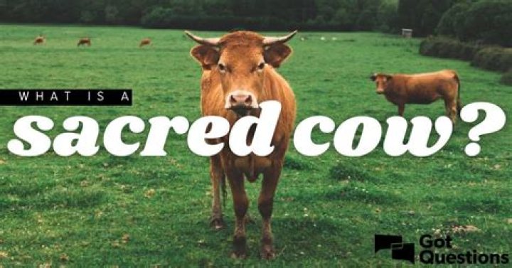 What does term sacred cow mean?