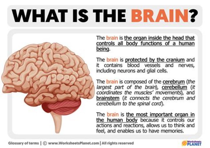 What does your brain have to do with your mind?