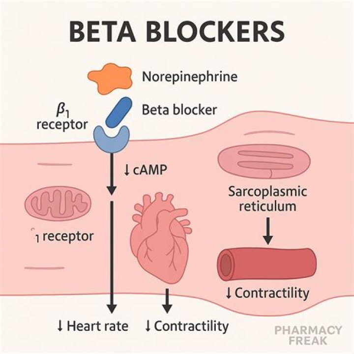 What factors affect beta?