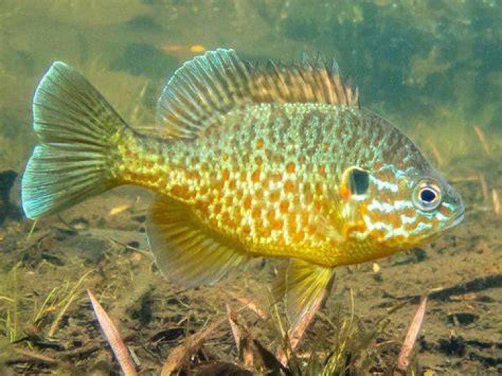What fish can live in a pool?