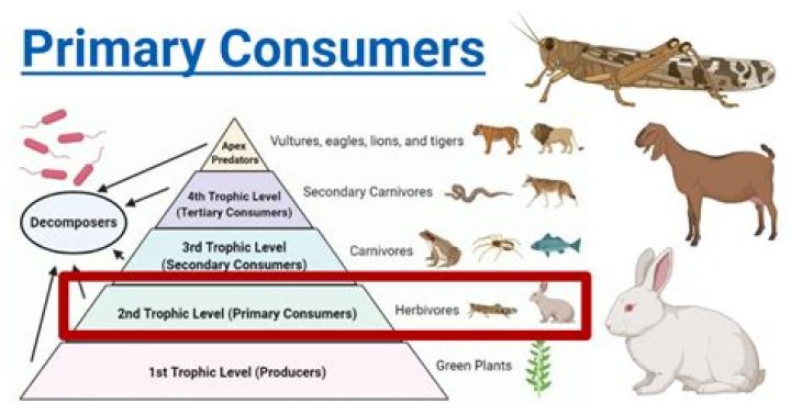 What is an example of primary demand?