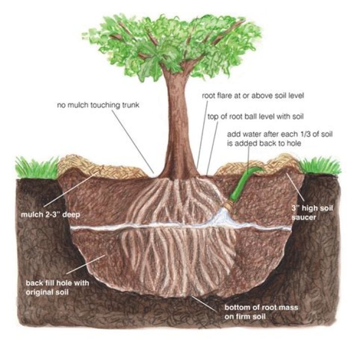 What is in the middle of a root?
