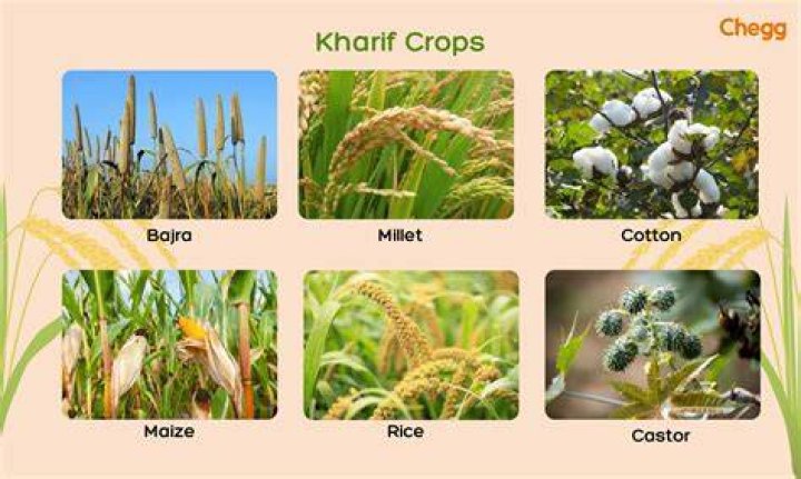 What is Karnataka main crop?