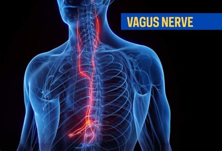What is nerve in sentence?