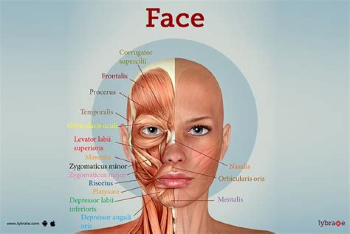 What is the anatomy of a sneeze?