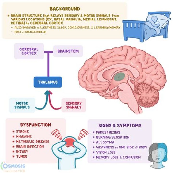 What is the function of BARC?