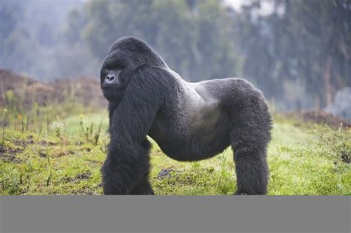 What is the habitat of a western lowland gorilla?