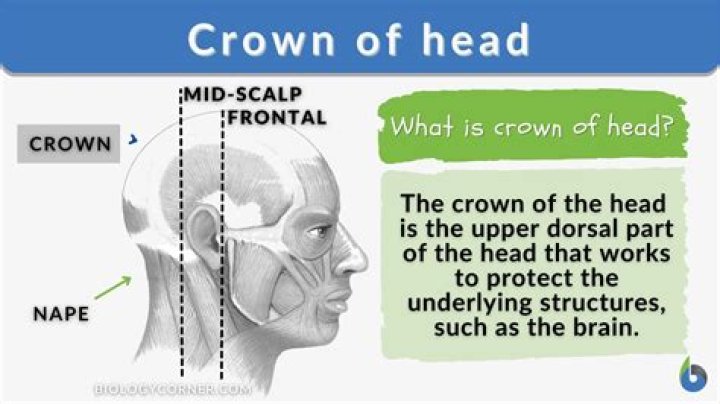 What is the head person of an LLC called?
