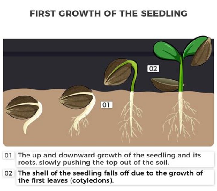 What is the meaning of seed industry?