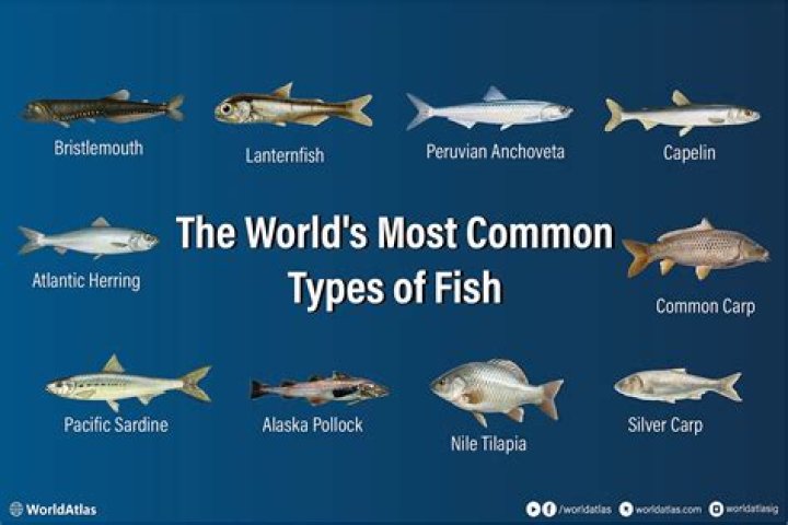 What is the most common type of firm in the United States and the world?