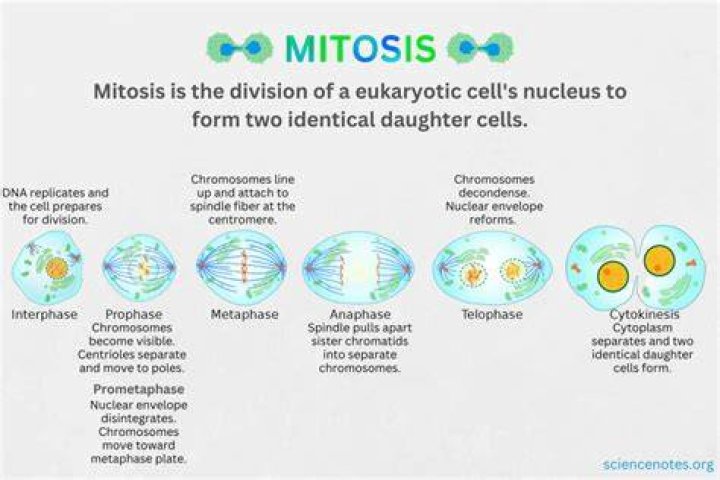 What is the result produced at the end of mitosis?