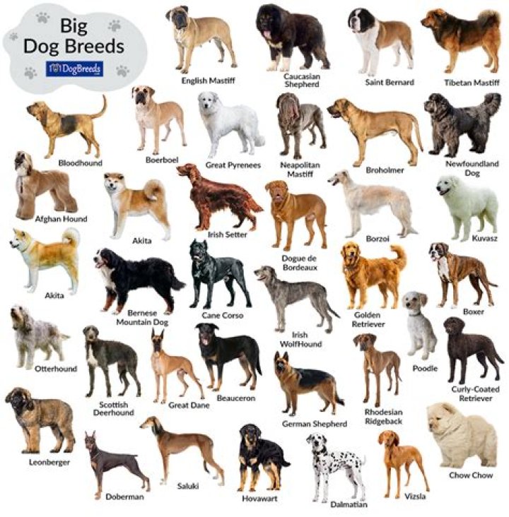 What kind of dog did Warren G Harding have?