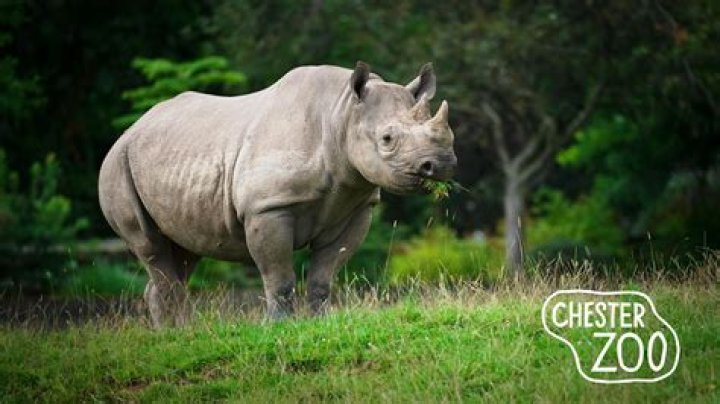 What makes Chester Zoo special?