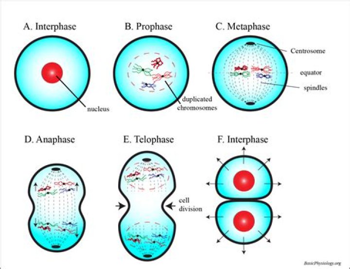 What occurs in telophase II?