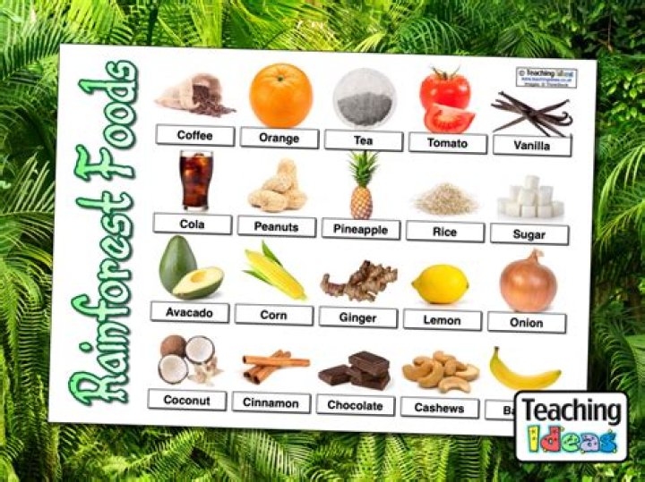 What products come from the rainforest deforestation?