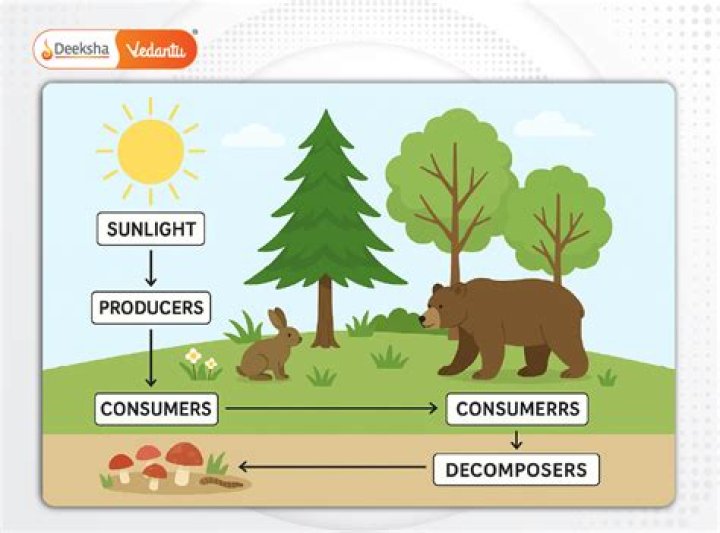 What recycles the dead stuff in an ecosystem?