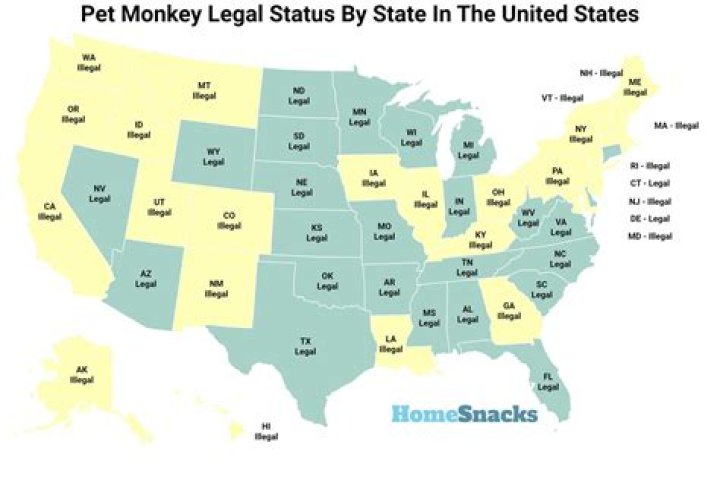 What states is it legal to have a finger monkey?