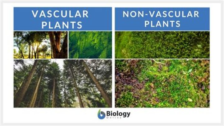 Where are non vascular plants found?