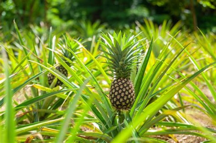 Where do you get pineapples in Runescape?