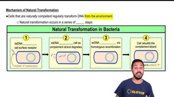 Who discovered natural transformation in bacteria?