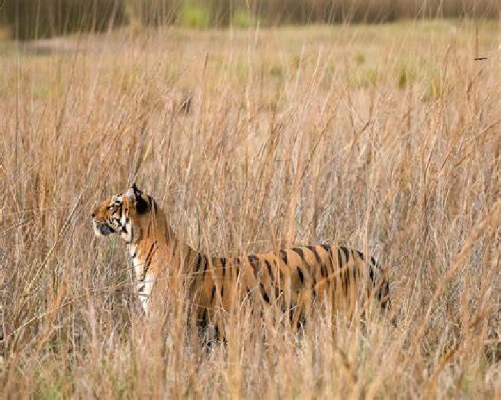 Who funded Project Tiger?