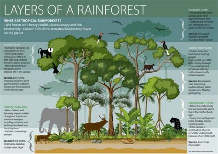 Why are lianas important to the rainforest?