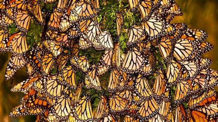 Why do monarchs go to Mexico?