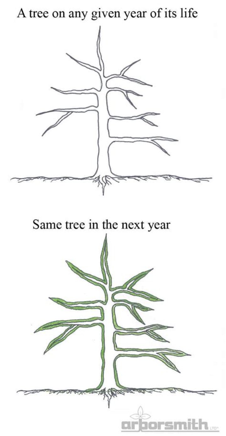 Why do trees grow upwards?