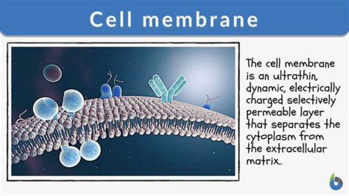 Why is a cell membrane like a city?