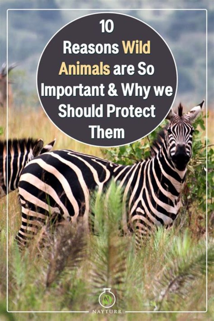 Why should we clone animals?