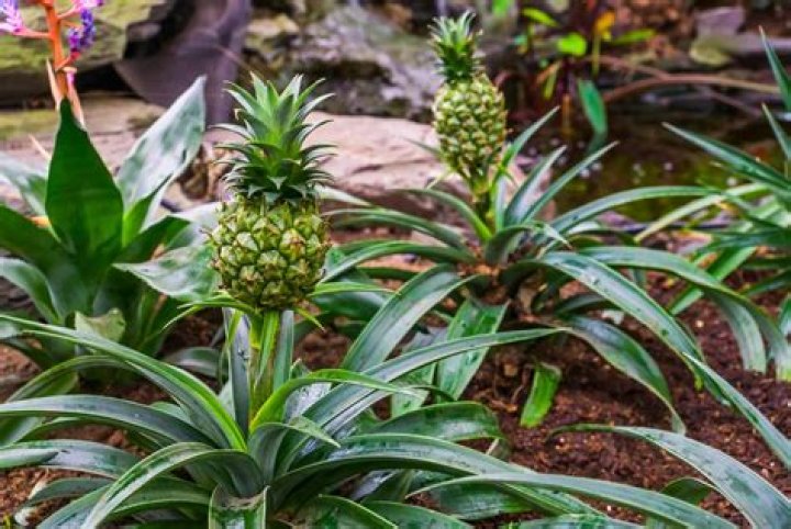 Will pineapples grow in Zone 9?